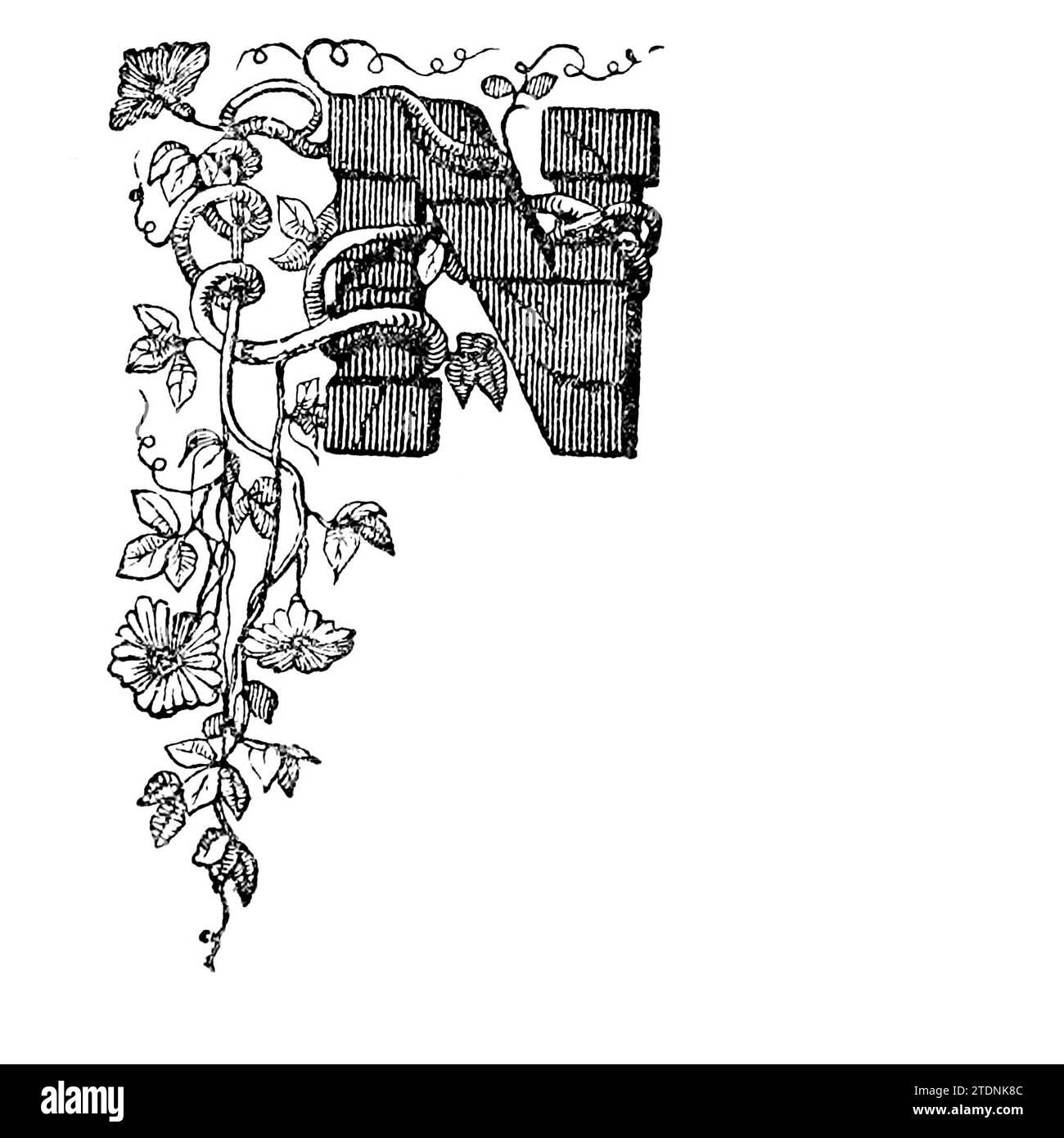 Decorative floral capital letter N Vintage engraving or line drawing illustration. from the book The Severn valley: a series of sketches, descriptive and pictorial, of the course of the Severn: containing notices of its topographical, industrial, and geological features; with glances at its historical and legendary associations by Randall, John, 1810-1910 Publication date 1862 Publisher J. S. Virtue Stock Photo