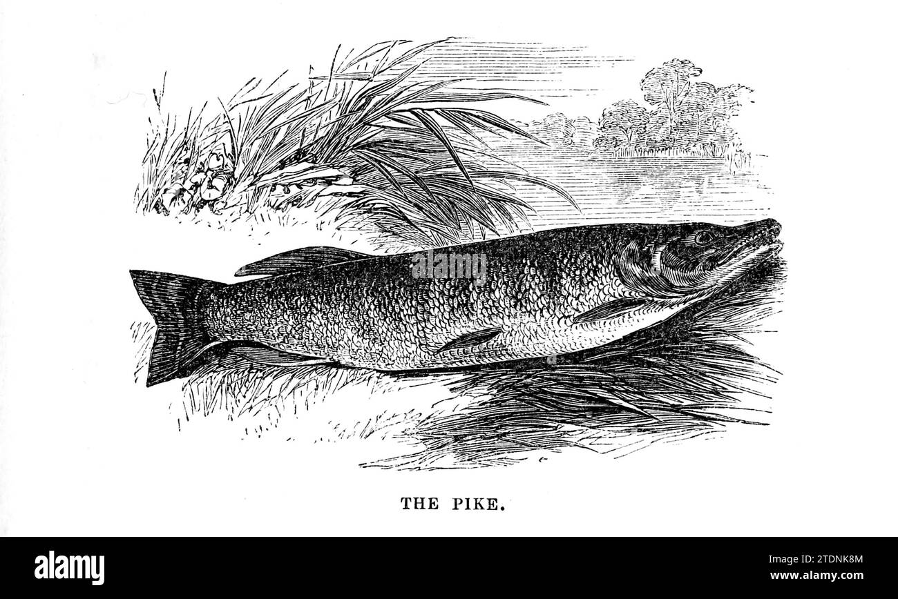 The Pike from the book The Severn valley: a series of sketches, descriptive and pictorial, of the course of the Severn: containing notices of its topographical, industrial, and geological features; with glances at its historical and legendary associations by Randall, John, 1810-1910 Publication date 1862 Publisher J. S. Virtue Stock Photo