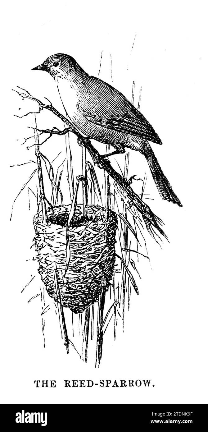 The Reed-sparrow from the book The Severn valley: a series of sketches, descriptive and pictorial, of the course of the Severn: containing notices of its topographical, industrial, and geological features; with glances at its historical and legendary associations by Randall, John, 1810-1910 Publication date 1862 Publisher J. S. Virtue Stock Photo
