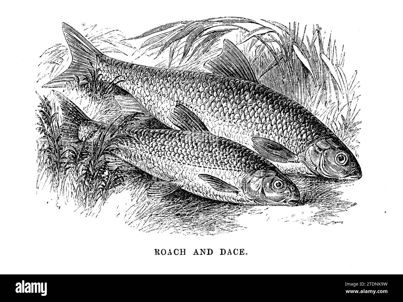 Roach and Dace from the book The Severn valley: a series of sketches, descriptive and pictorial, of the course of the Severn: containing notices of its topographical, industrial, and geological features; with glances at its historical and legendary associations by Randall, John, 1810-1910 Publication date 1862 Publisher J. S. Virtue Stock Photo