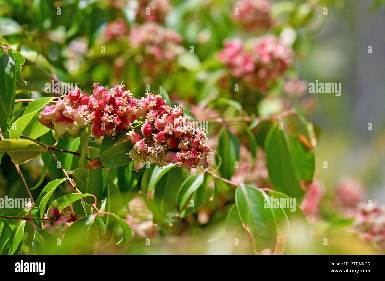 Pink fruits or seed pods and glossy aromatic leaves of the rare Australian native small rainforest tree Backhousia tetraptera, family Myrtaceae. Stock Photo