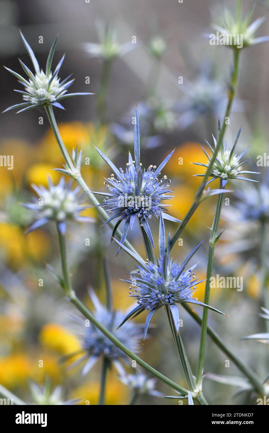 Spiky inflorescence with blue flowers and bracts of the Australian native perennial herb Eryngium ovinum, Apiaceae family. Called the Blue Devil Stock Photo