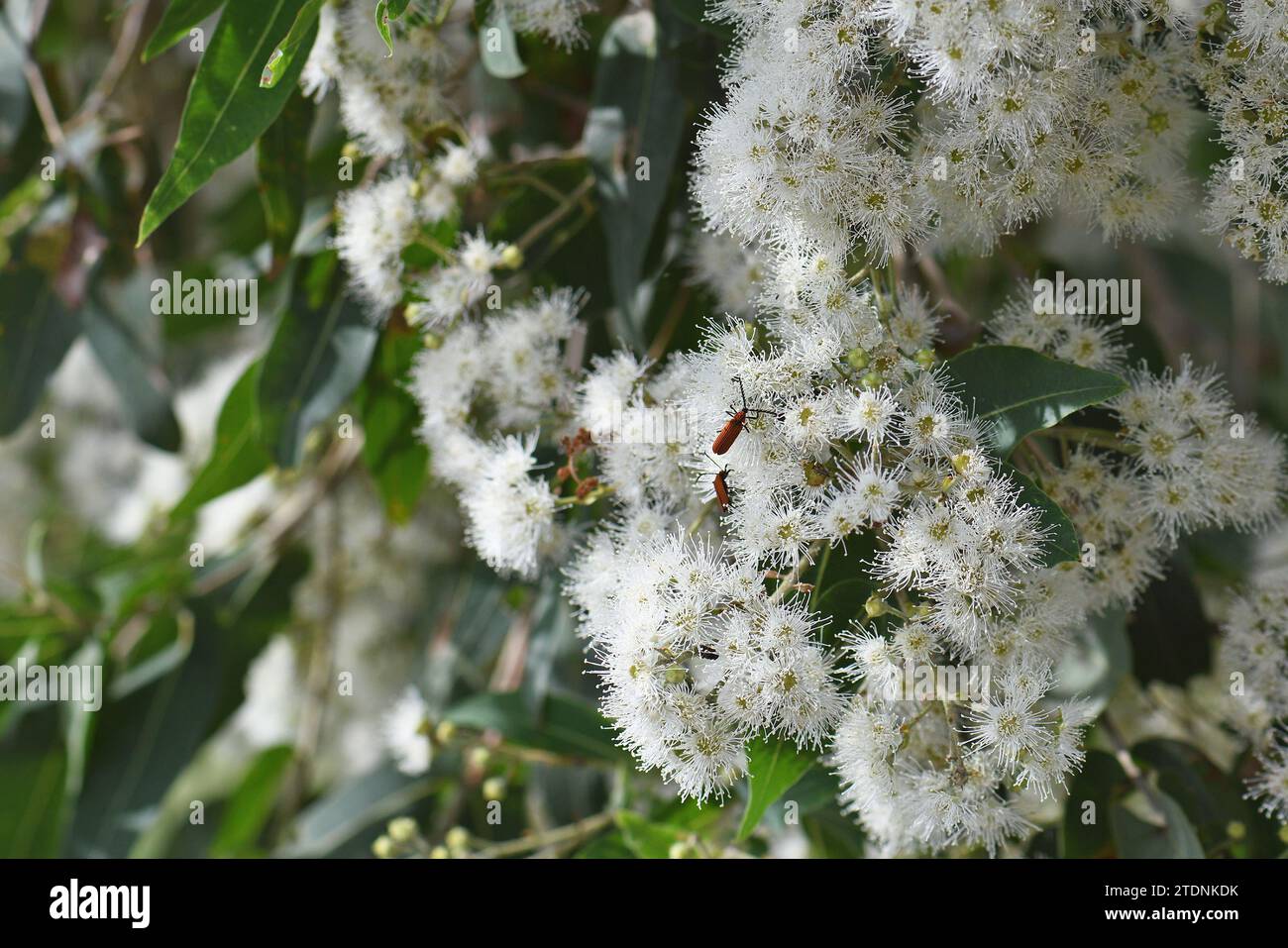 White blossoms of the Australian native Broad Leaved Apple gum tree, Angophora subvelutina, family Myrtaceae. Large tree endemic to eastern Australia. Stock Photo