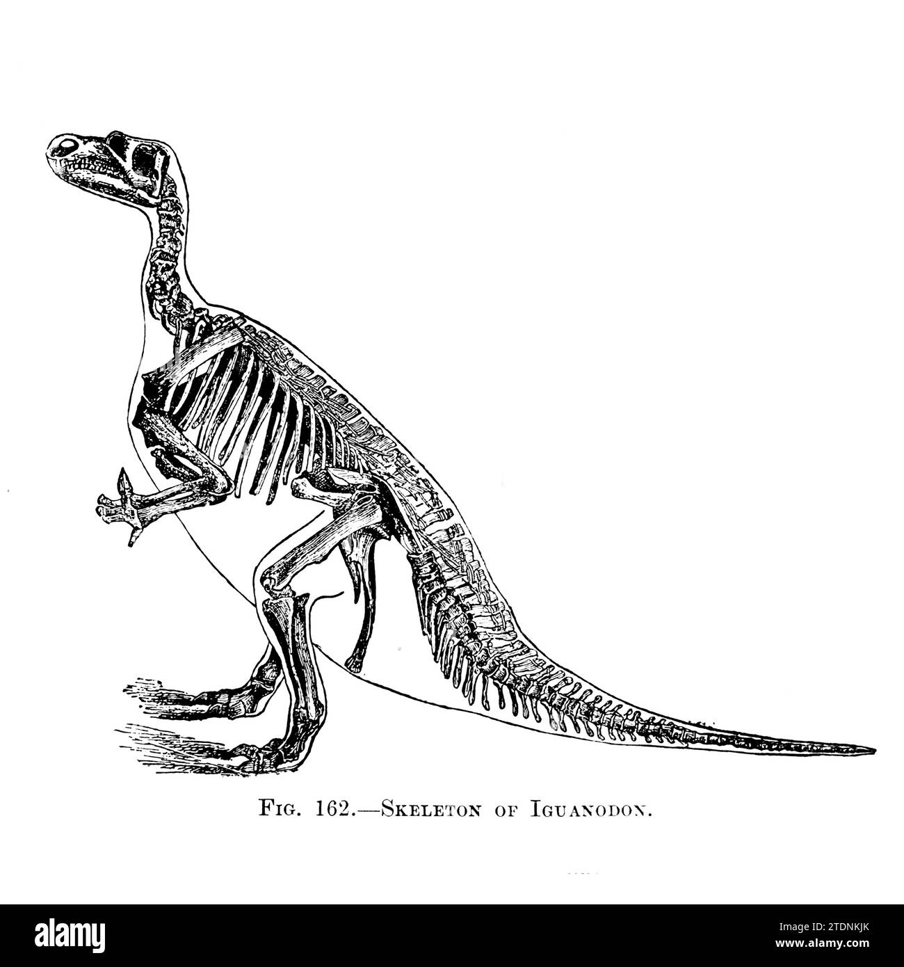 Skeleton of Iguanodon from the book ' The story of our planet ' by Thomas George Bonney, 1833-1923 published in 1902 by Cassell and Company Massive herbivorous bipedal dinosaur with a long heavy tail; common in Europe and northern Africa; early Cretaceous period Stock Photo