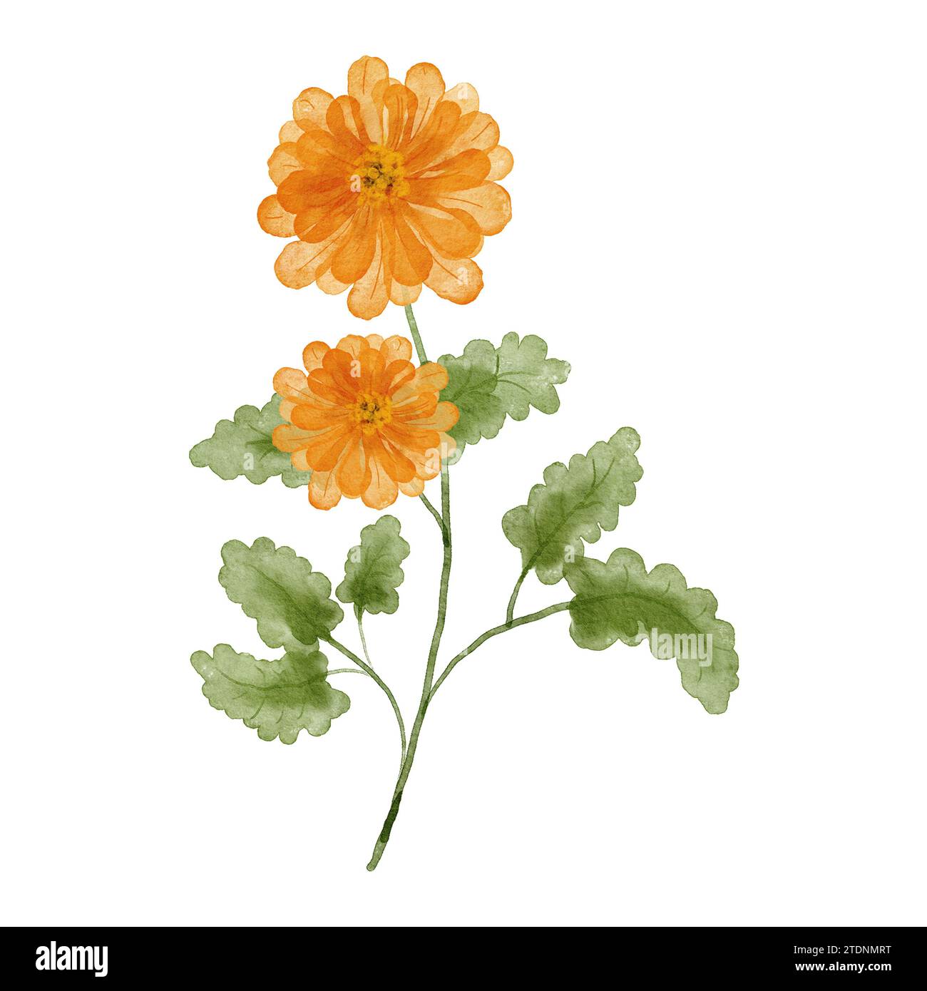 Watercolor chrysanthemum flowers. Chrysanthemum isolated on white background. A bouquet of yellow flowers. Stock Photo