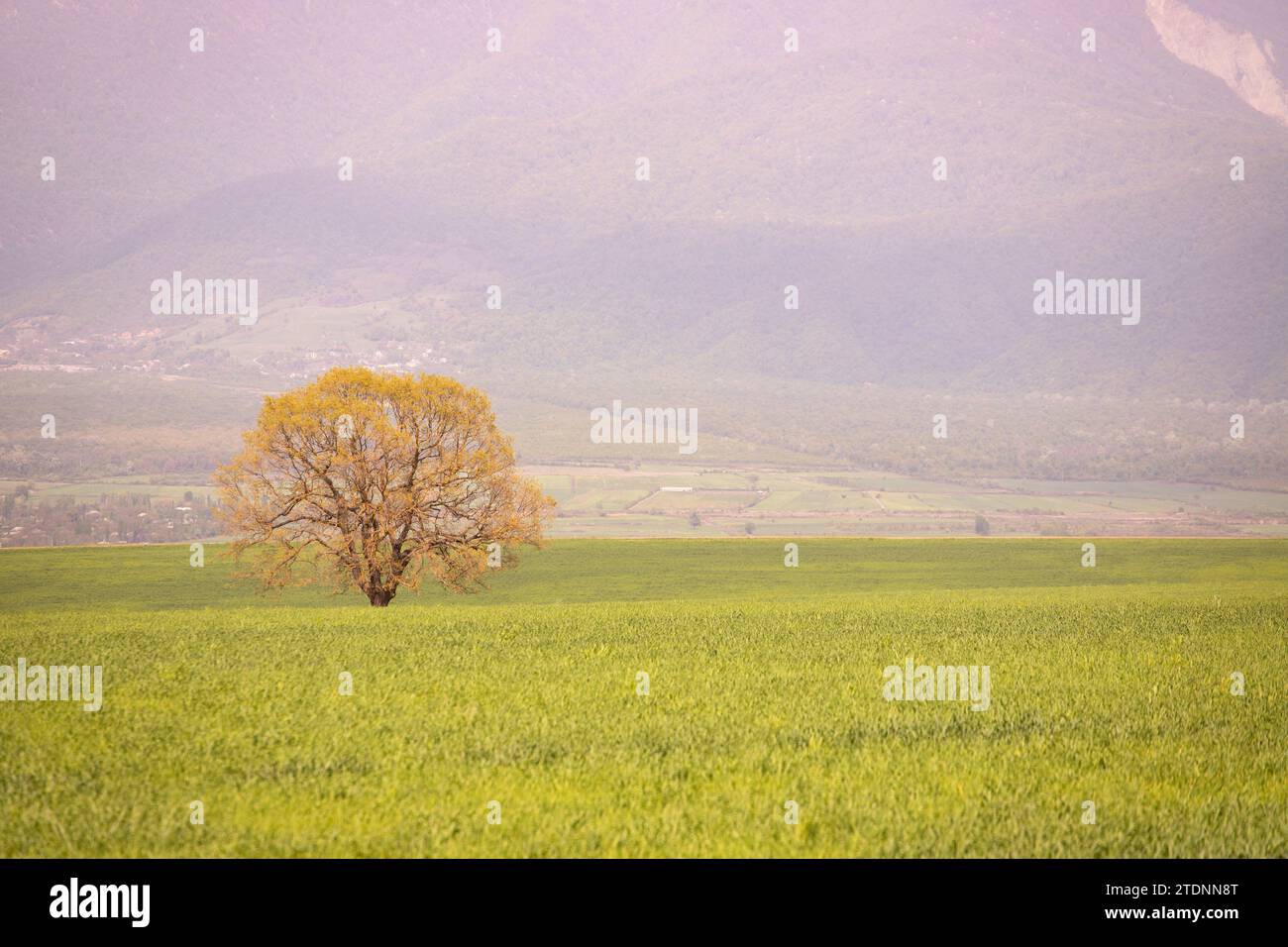 Green field with trees. Ivanovka. Ismayilli region. Azerbaijan. Stock Photo