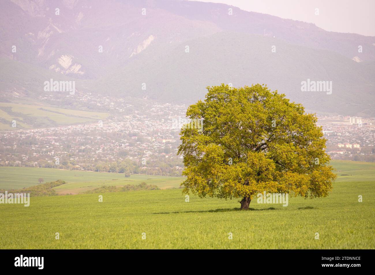 Green field with trees. Ivanovka. Ismayilli region. Azerbaijan. Stock Photo