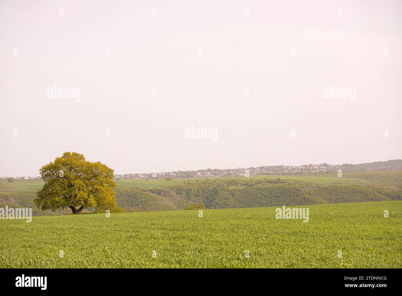 Green field with trees. Ivanovka. Ismayilli region. Azerbaijan. Stock Photo