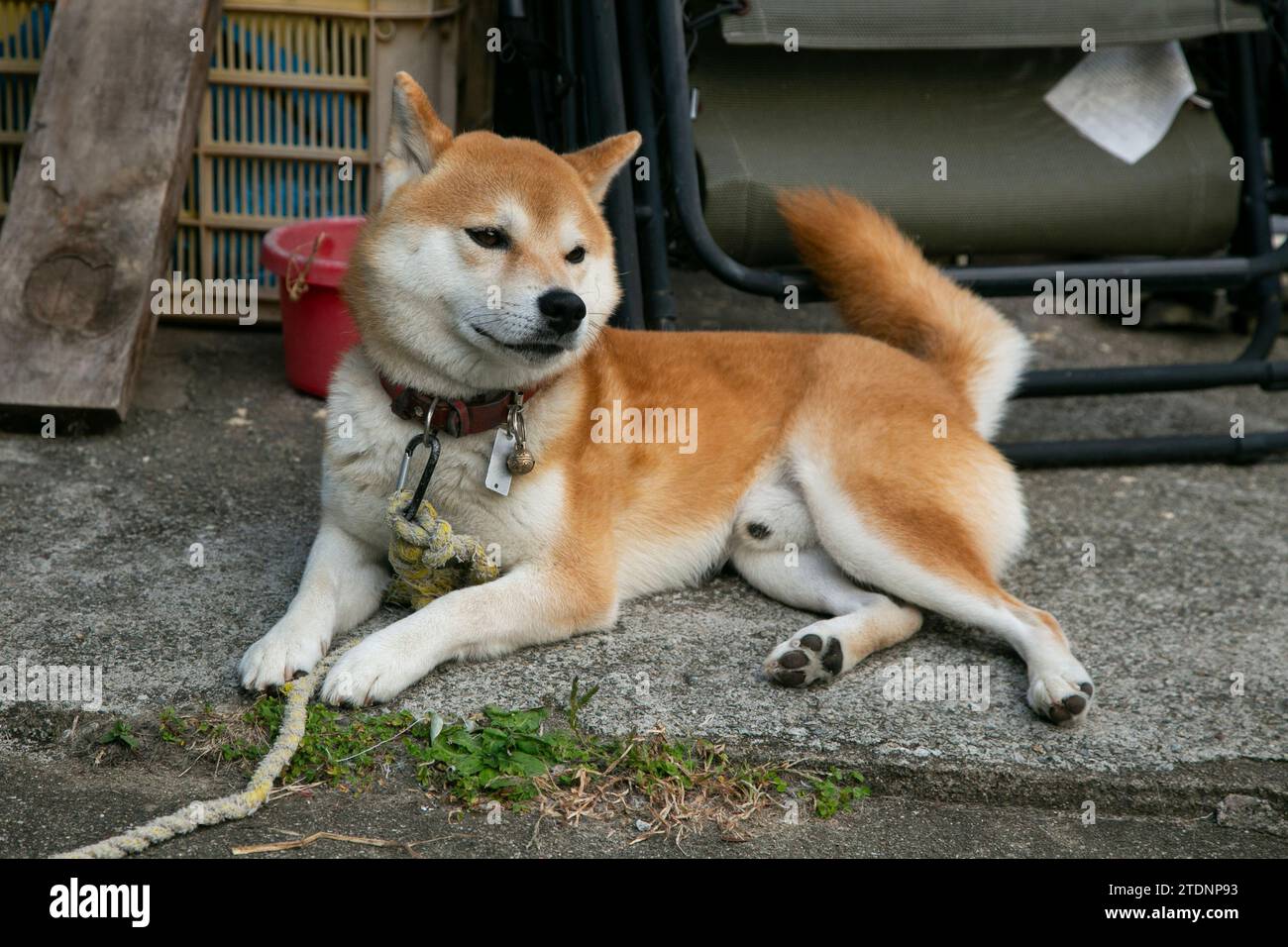 The shiba inu (柴犬, shiba inu) is a small and agile breed of dog, originally from Japan, which was originally bred and developed as a hunting dog. Stock Photo