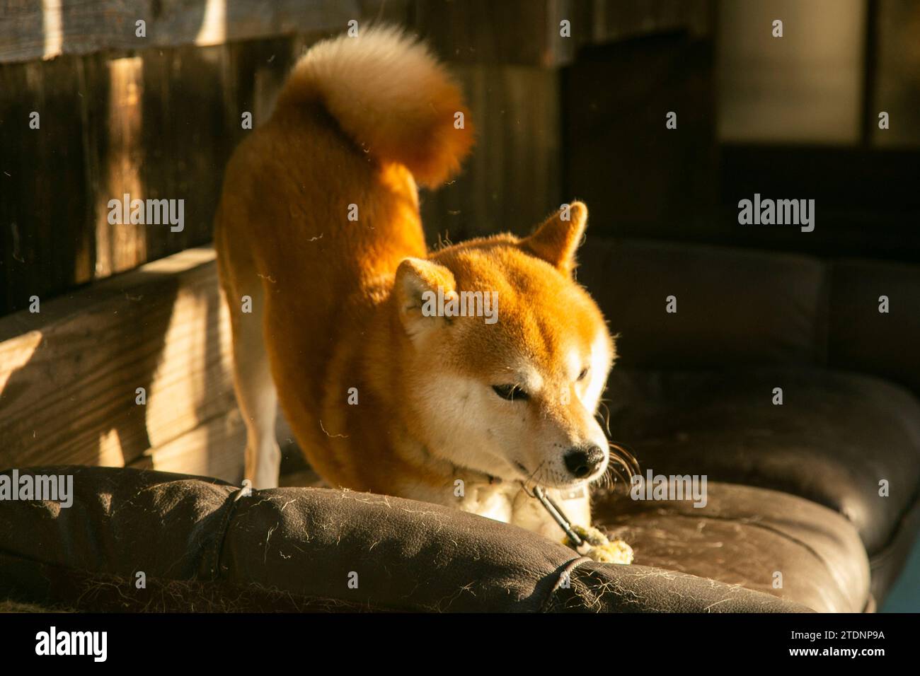 The shiba inu (柴犬, shiba inu) is a small and agile breed of dog