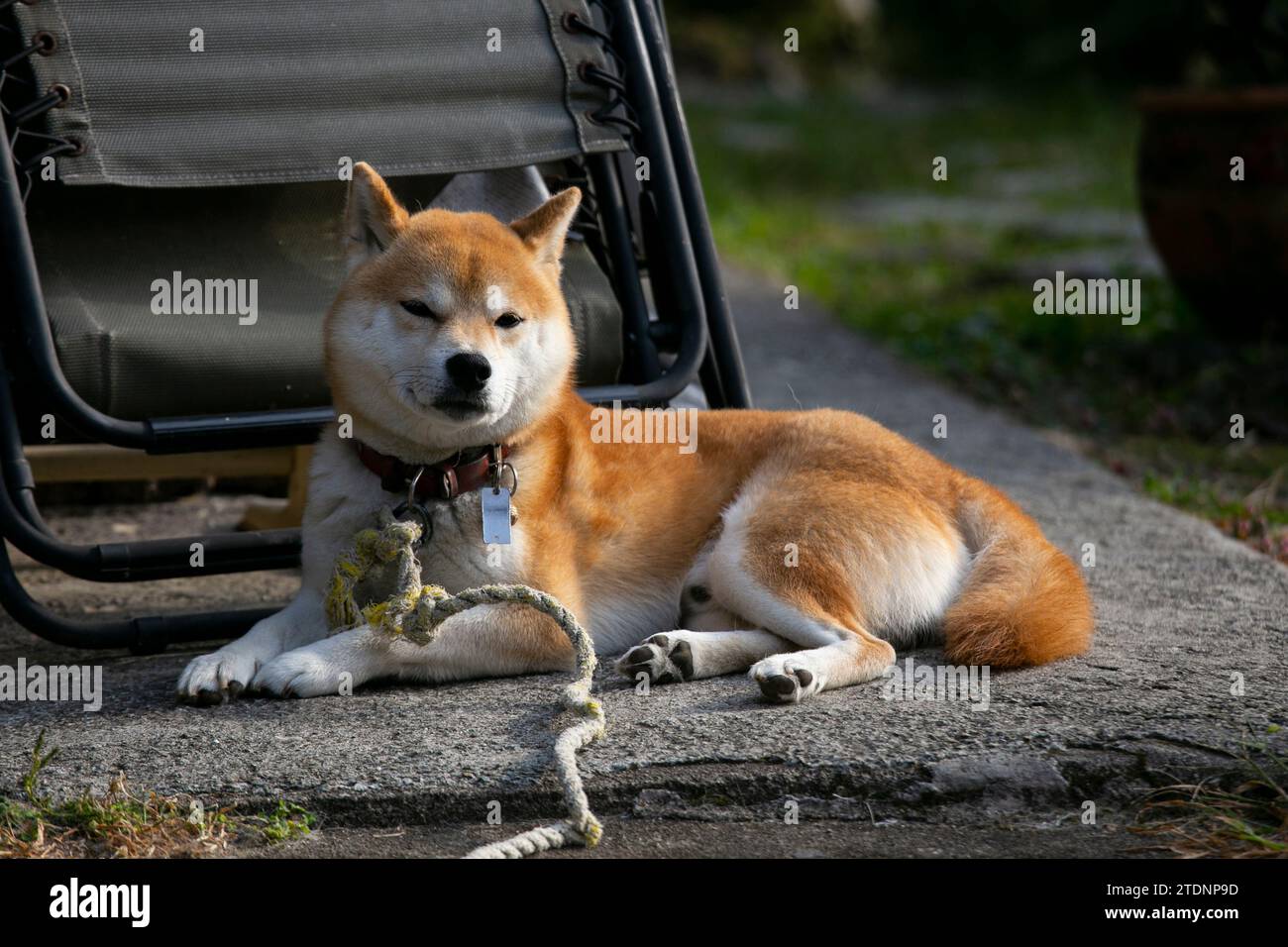 The shiba inu (柴犬, shiba inu) is a small and agile breed of dog, originally from Japan, which was originally bred and developed as a hunting dog. Stock Photo
