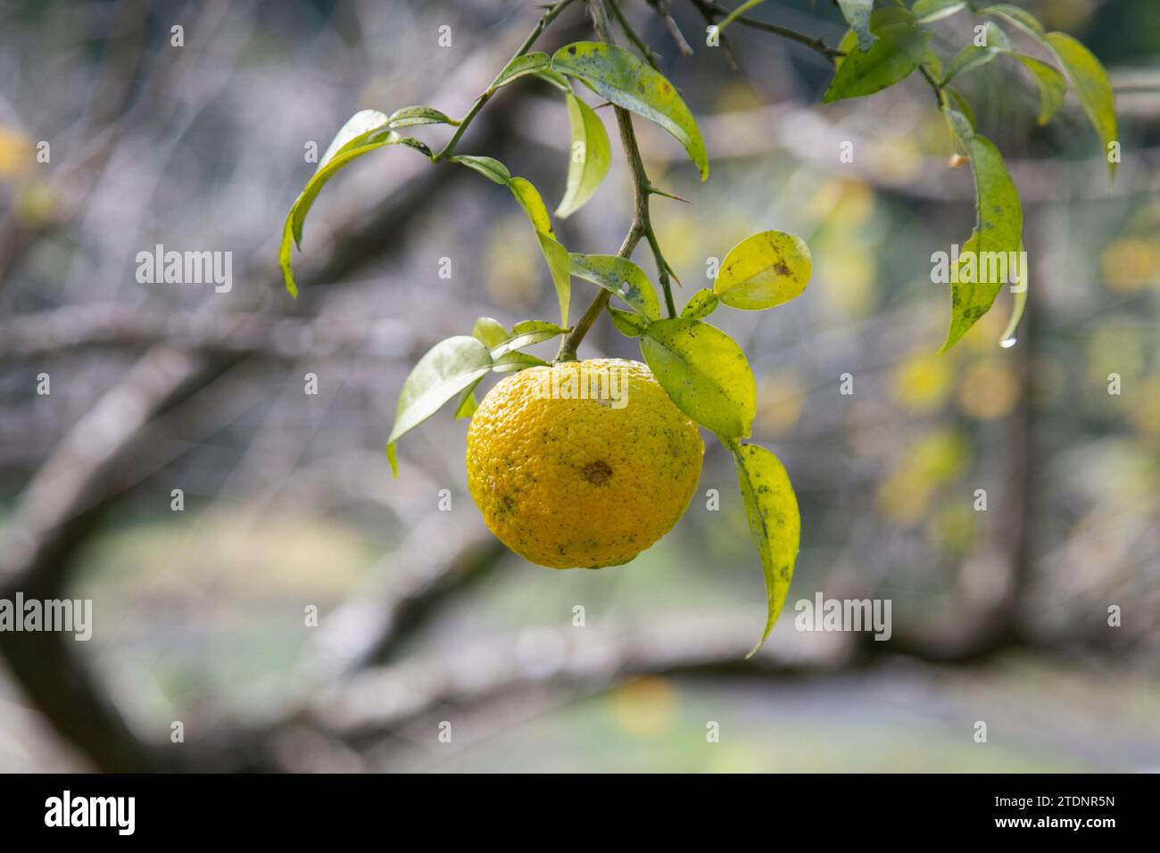 Green and Yellow Yuzu fruit in Japan. Yuzu or Citrus Ichangensis is a citrus fruit native to