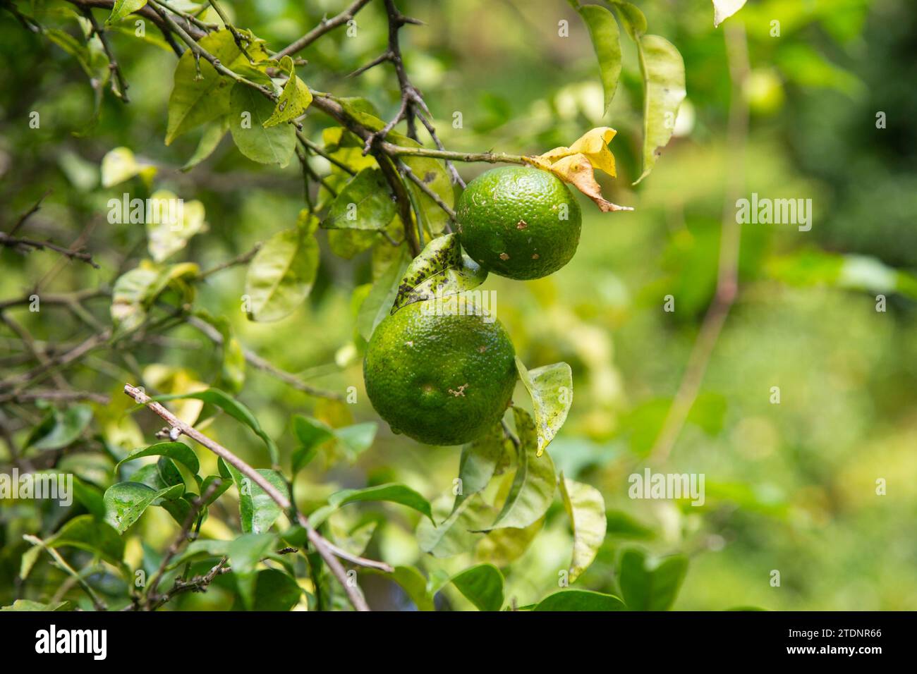 Green and Yellow Yuzu fruit in Japan. Yuzu or Citrus Ichangensis is a