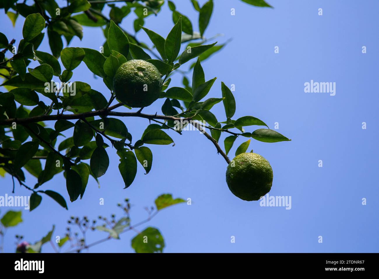 Green and Yellow Yuzu fruit in Japan. Yuzu or Citrus Ichangensis is a