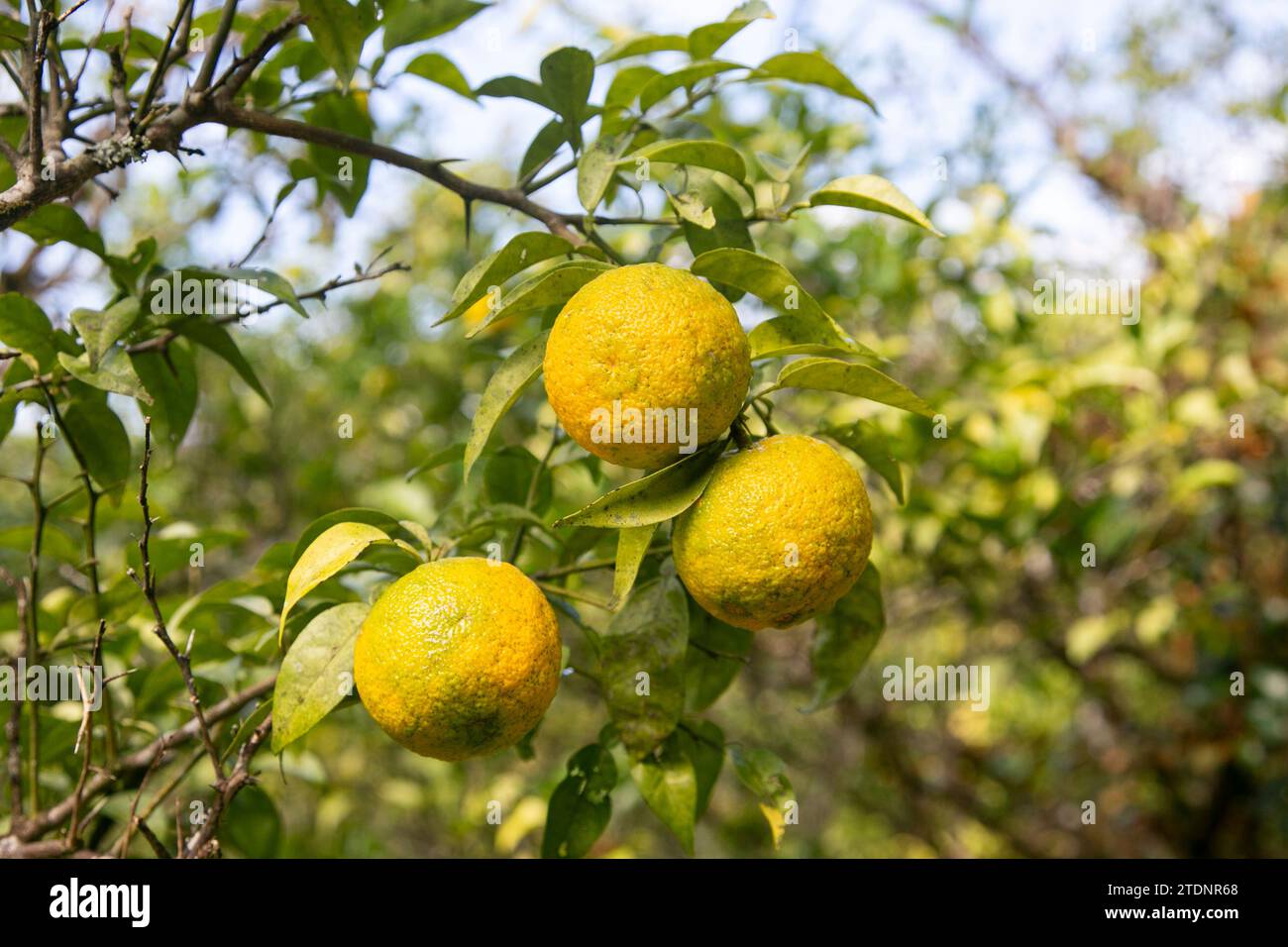 Green and Yellow Yuzu fruit in Japan. Yuzu or Citrus Ichangensis is a citrus fruit native to