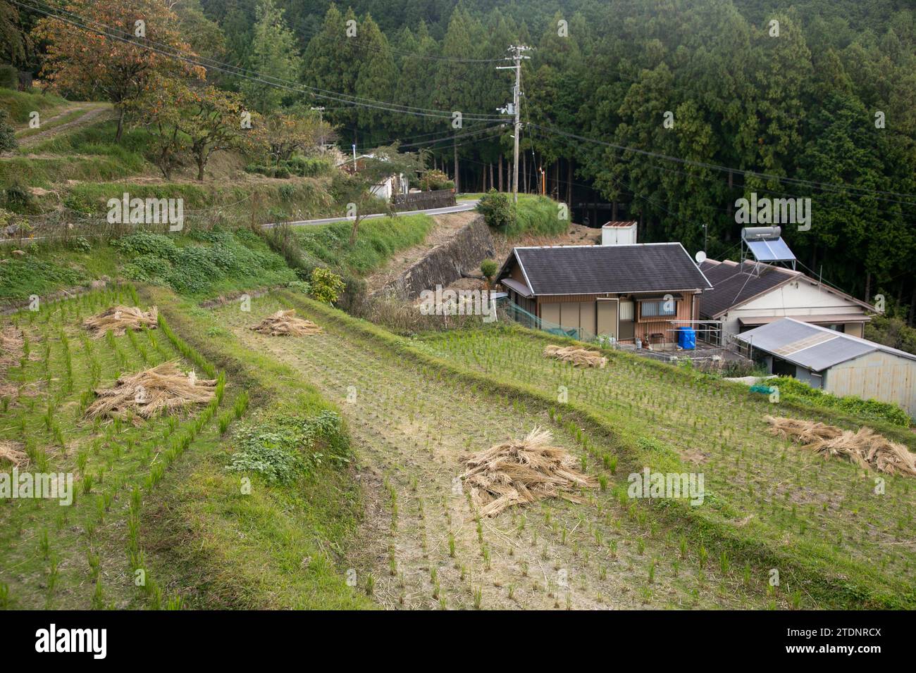 Rice paddies in the middle of the mountains of Wakayama prefecture in Japan. Stock Photo
