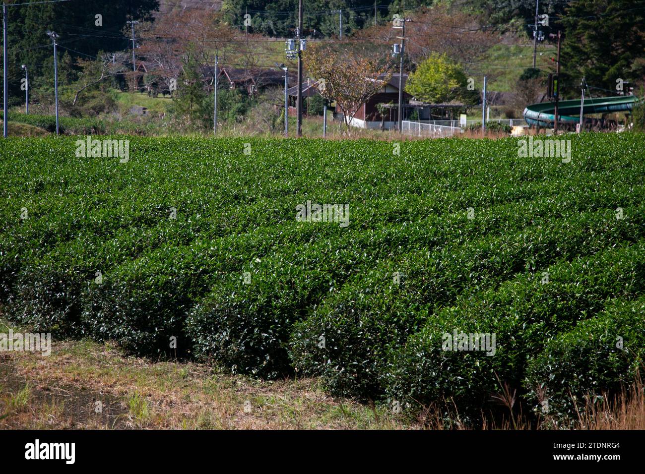 Organic green tea plantations in the Wakayama mountains in Japan. Stock Photo