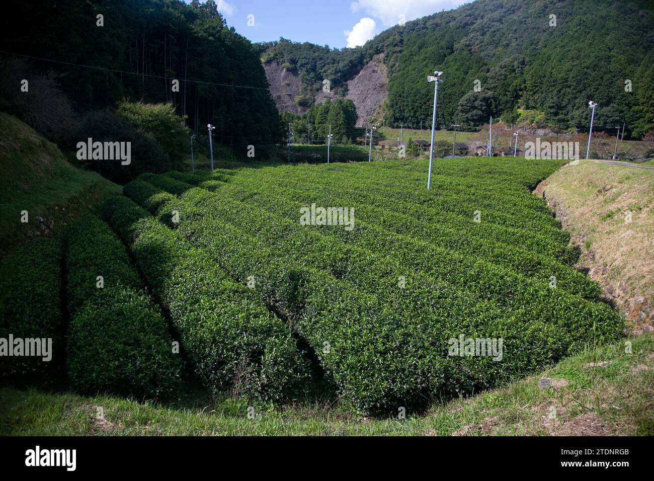 Organic green tea plantations in the Wakayama mountains in Japan. Stock Photo