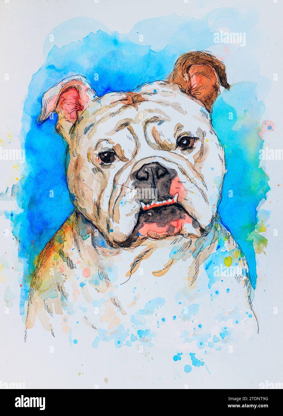 Portrait of an English Bulldog. Artistic colorful watercolor hand drawing on blue and white background. Dog pet animal concept. Stock Photo