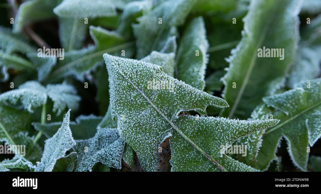 First autumn or winter frost. Green dandelion leaves are covered with frost. Morning frost, green frozen plant leaves. Blurred background with selecti Stock Photo