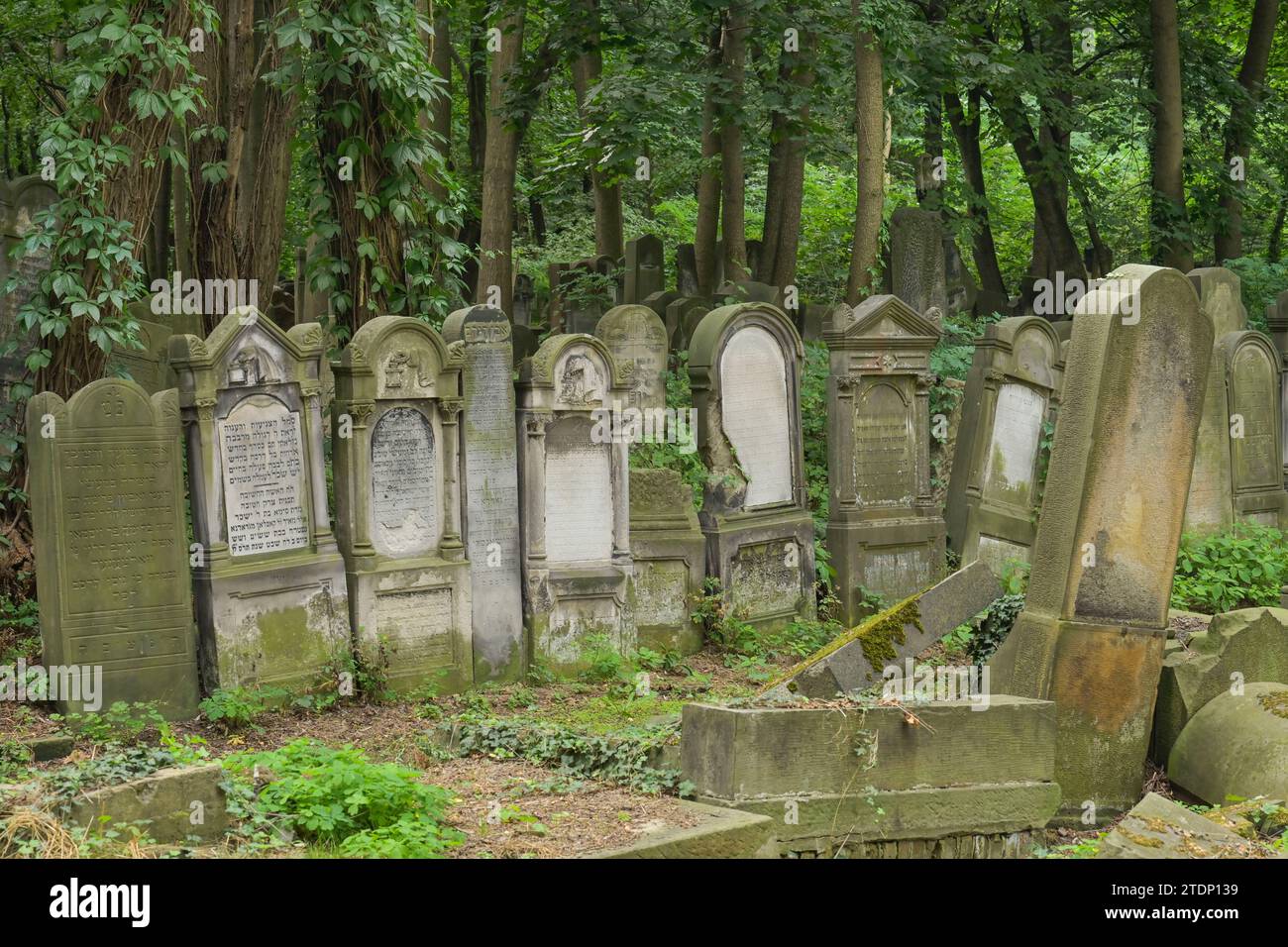 Grabsteine, Jüdischer Friedhof an der OkopowaStraße, Warschau