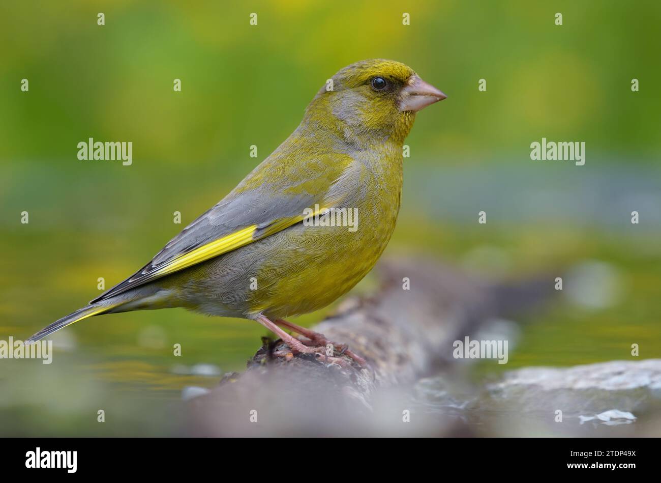 Male European Greenfinch (Chloris chloris) sitting on wet old looking branch with nice green background Stock Photo