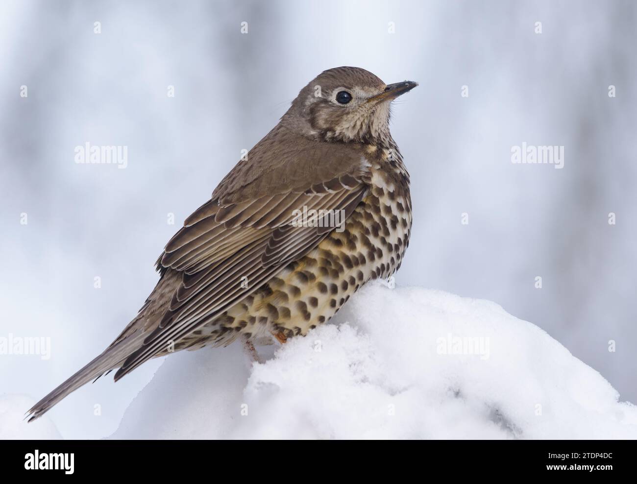 Mistle thrush (Turdus viscivorus) sits in snow on some branch on cloudy and cold winter day Stock Photo