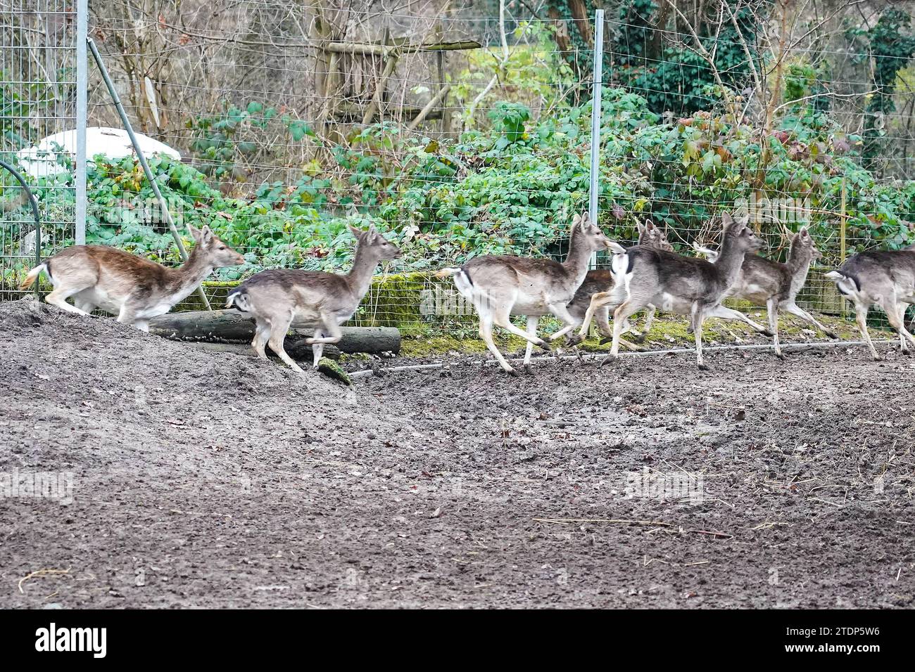 Rehe im Wildgehege der Tierpark in der Fasanerie 19.12.2023 GrossGerau Tierpark in der