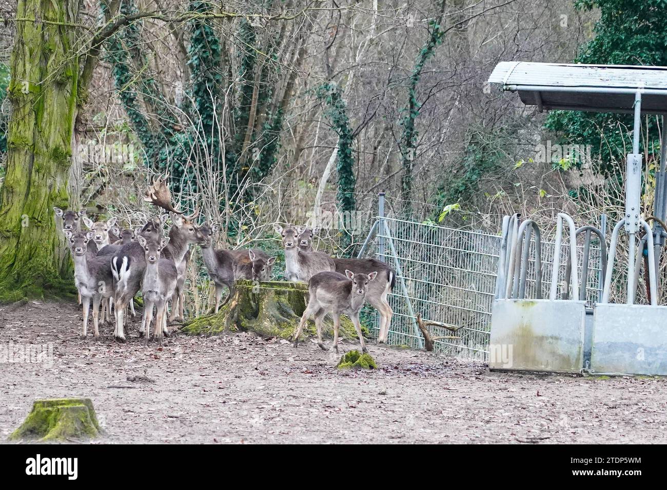 Rehe im Wildgehege der Tierpark in der Fasanerie 19.12.2023 GrossGerau Tierpark in der