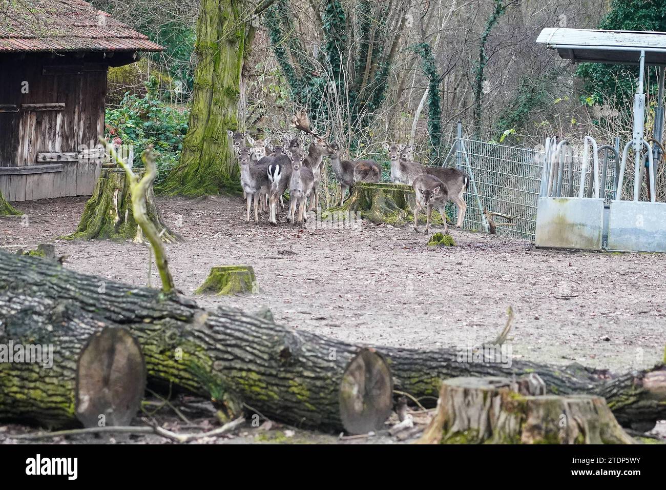 Rehe im Wildgehege der Tierpark in der Fasanerie 19.12.2023 GrossGerau Tierpark in der
