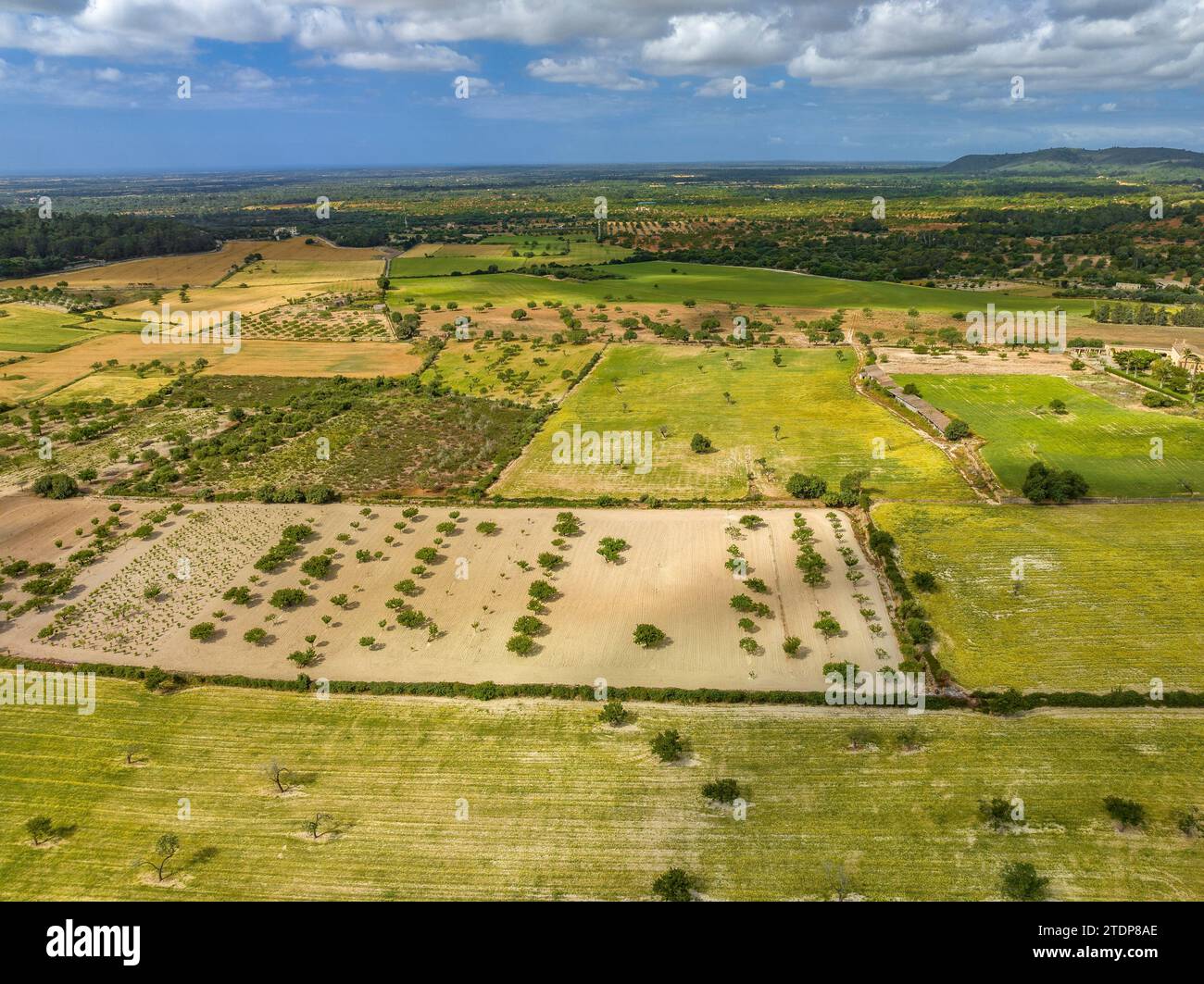 Aerial view of crops and fields of fruit trees in the rural surroundings of Porreres (Mallorca, Balearic Islands, Spain) Stock Photo