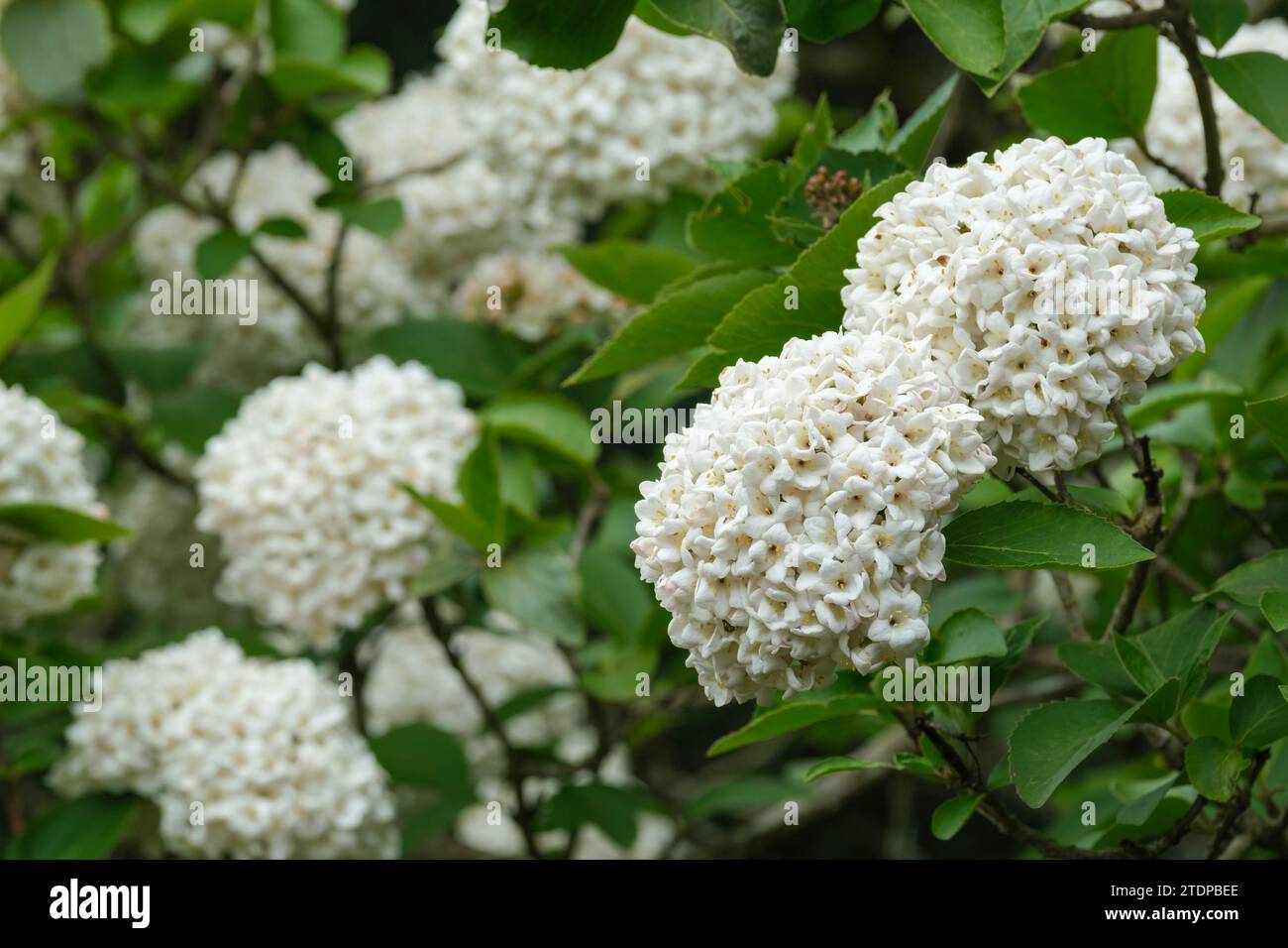 Viburnum × carlcephalum, fragrant snowball, tubular-trumpet-shaped flowers in domed, terminal corymbs Stock Photo