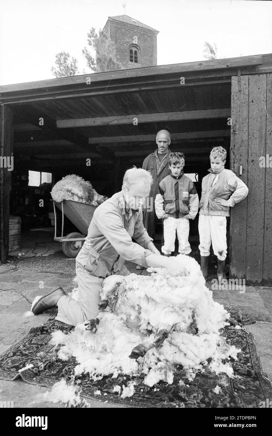 Sheep shearer Harry van Schie, 16061995, Whizgle News from the Past
