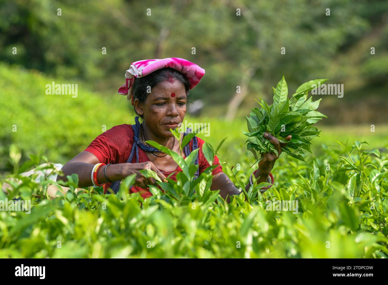 A female worker seen plucking tea leaves at the tea garden in Moulvibazar. Tea Plucking is a specialized skill. Two leaves and a bud need to be plucked in order to get the best taste and profitability. The calculation of daily wage is 170tk (1.60$) for plucking at least 22-23 kg leaves per day for a worker. The area of Sylhet has over 150 gardens including three of the largest tea gardens in the world both in the area. Nearly 300,000 workers are employed in the tea gardens of which over 75% are women. Working conditions and wages are considered to be very poor. (Photo by Piyas Biswas/SOPA Im Stock Photo