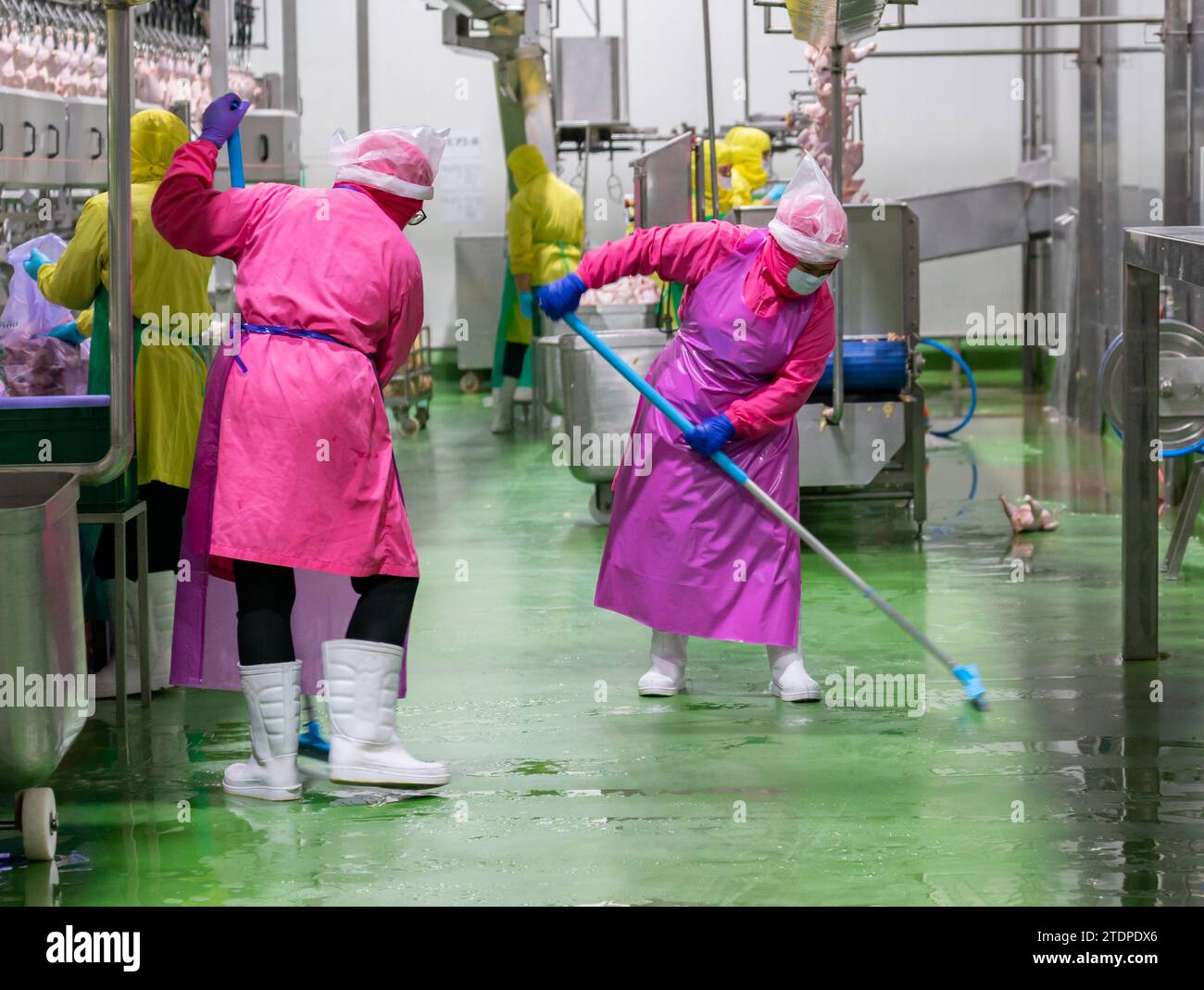 Worker cleaning PU floor with mop in chicken dissection factory Stock