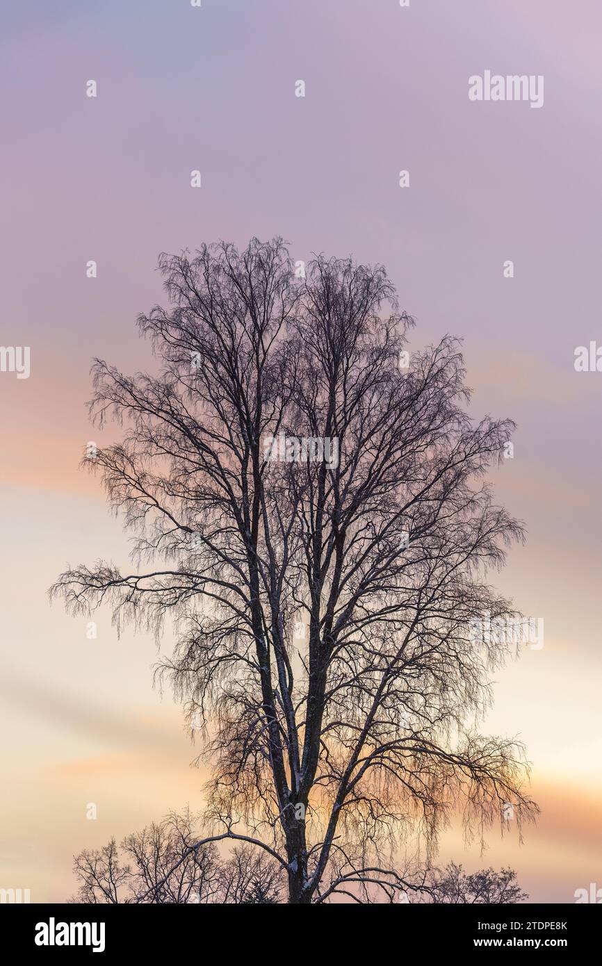 Leafless tree covered in snow against colorful sky at sunset. Stock Photo