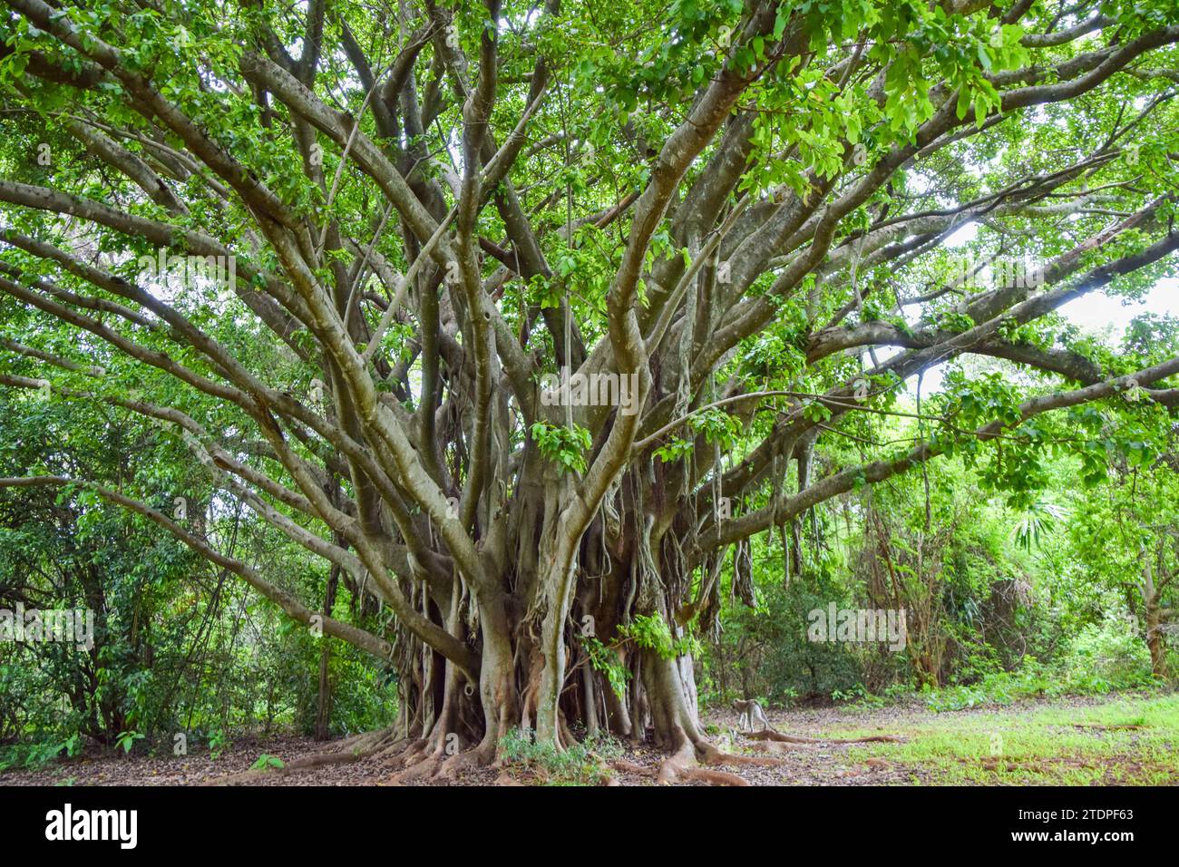 Ficus chirindensis fig tree in Zimbabwe. Credit: Vuk Valcic/Alamy Stock Photo