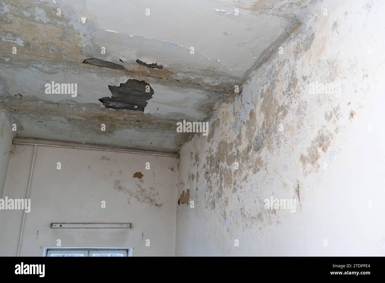 Mold on the walls and ceiling in the room. Peeling plaster and whitewash. Dampness in an old house Stock Photo