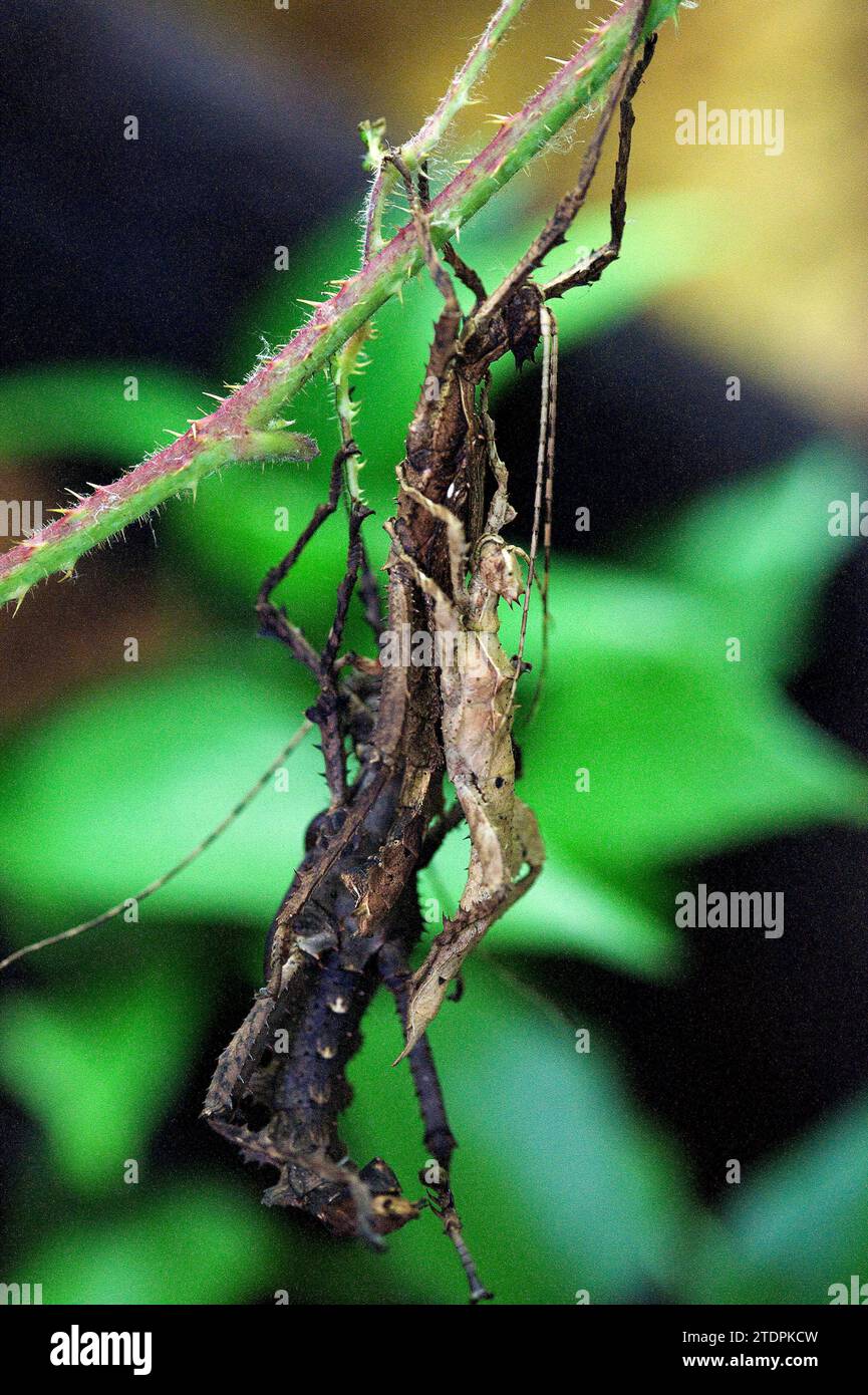 Malaysian stick insect (Heteropteryx dilatata) is an insect native to Malaysia. Stock Photo