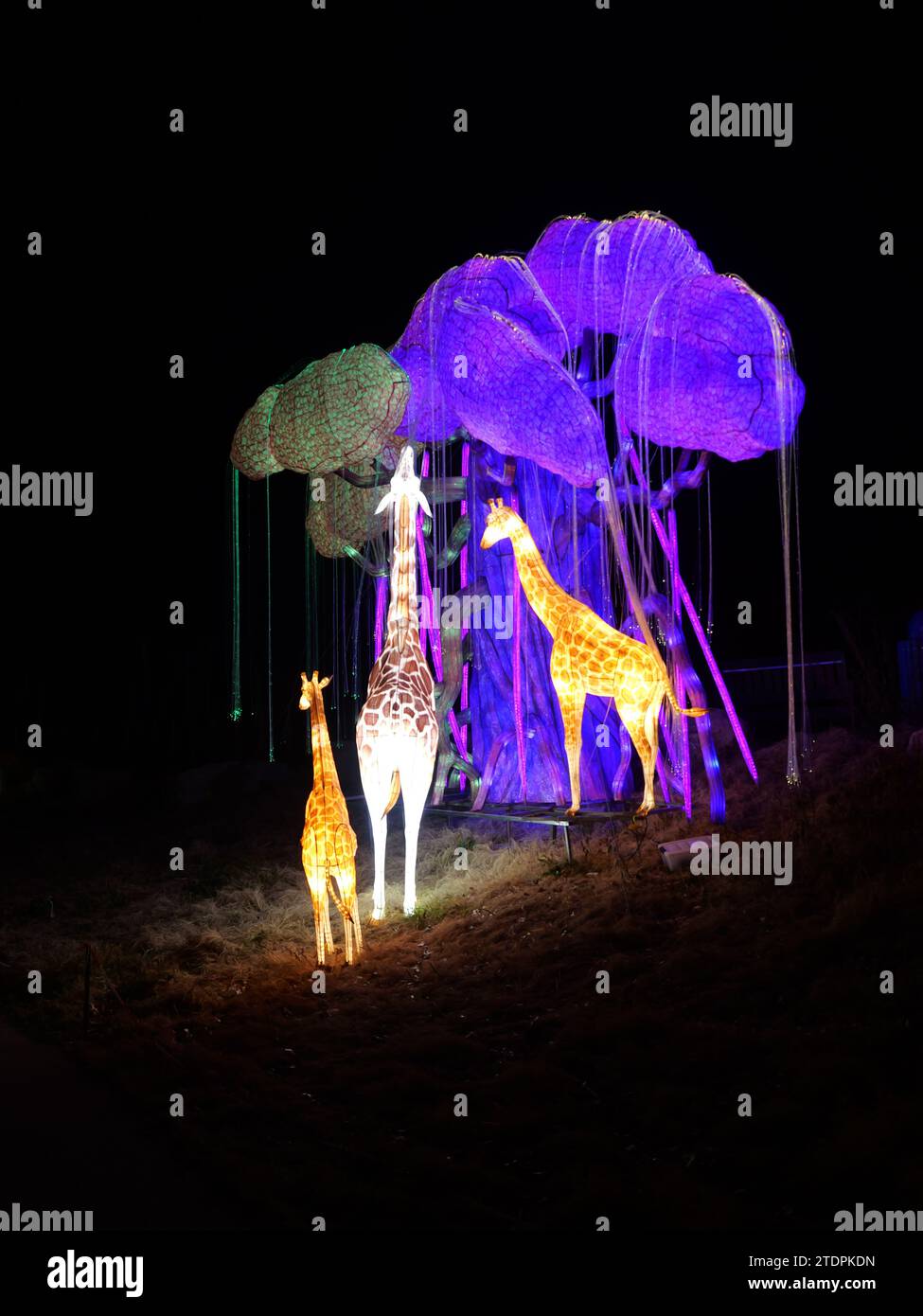 Kansas City, Missouri December 14, 2023 Glowild Christmas Lights at