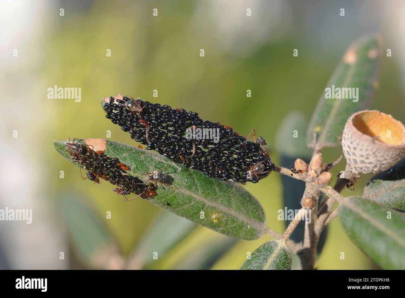 Aphids (Lachnus roboris), adults and eggs on a leaves of evergreen oak. This photo was taken in Sant Miquel del Fai, Barcelona province, Catalonia, Sp Stock Photo