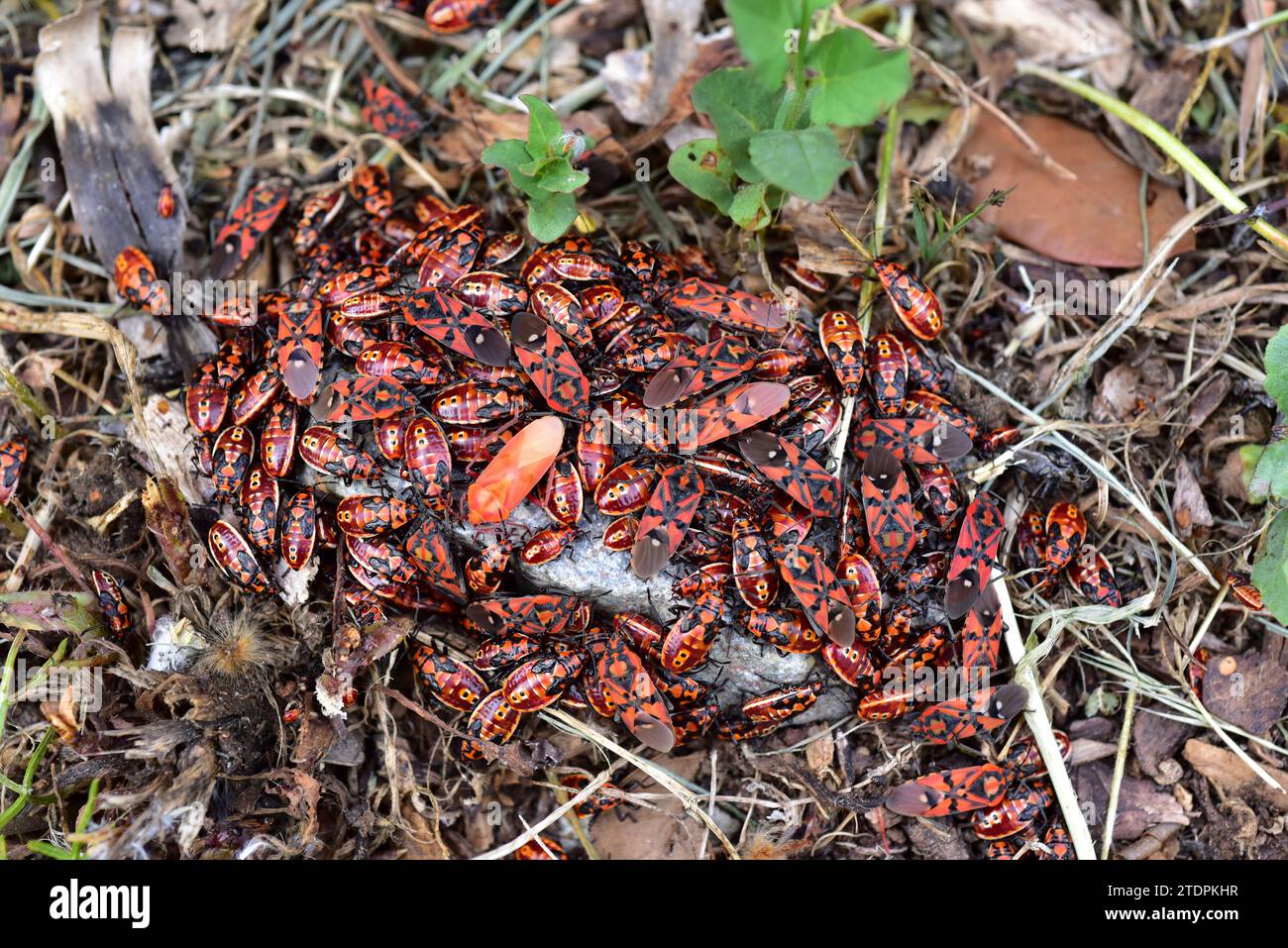 Red Insect Spain Chinche de campo hi-res stock photography and images - Alamy