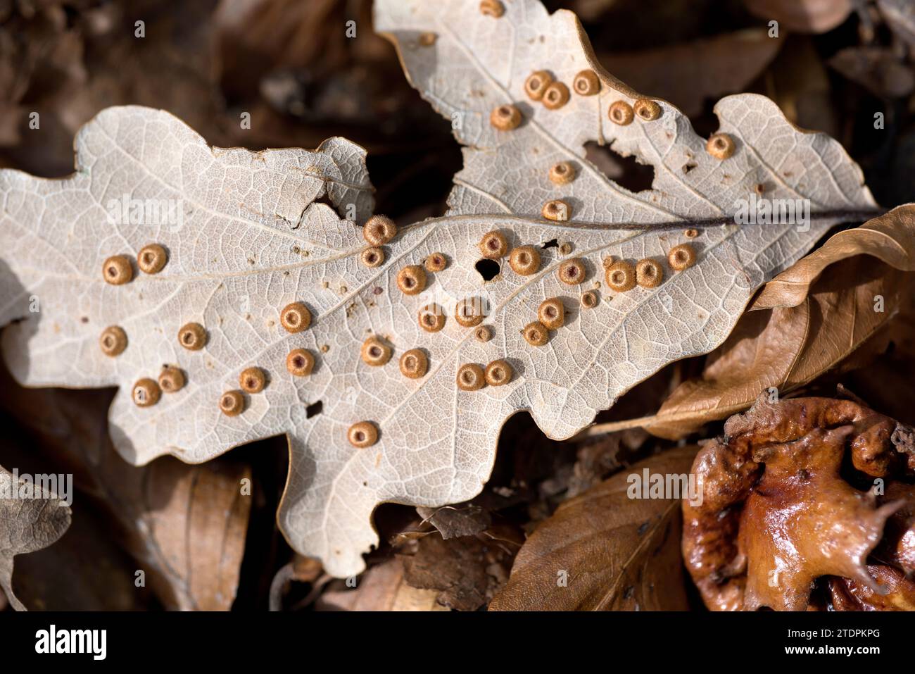 Common spangle gall produced by cynipid wasp Neuroterus quercusbaccarum on oak leaves. This photo was taken in Montseny Biosphere Reserve, Barcelona p Stock Photo