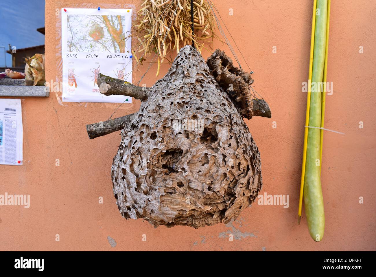 Asian hornet or Asian wasp nest (Vespa velutina). Asian wesp is native to southeastern Asia but naturalized in other temperate regions. This photo was Stock Photo
