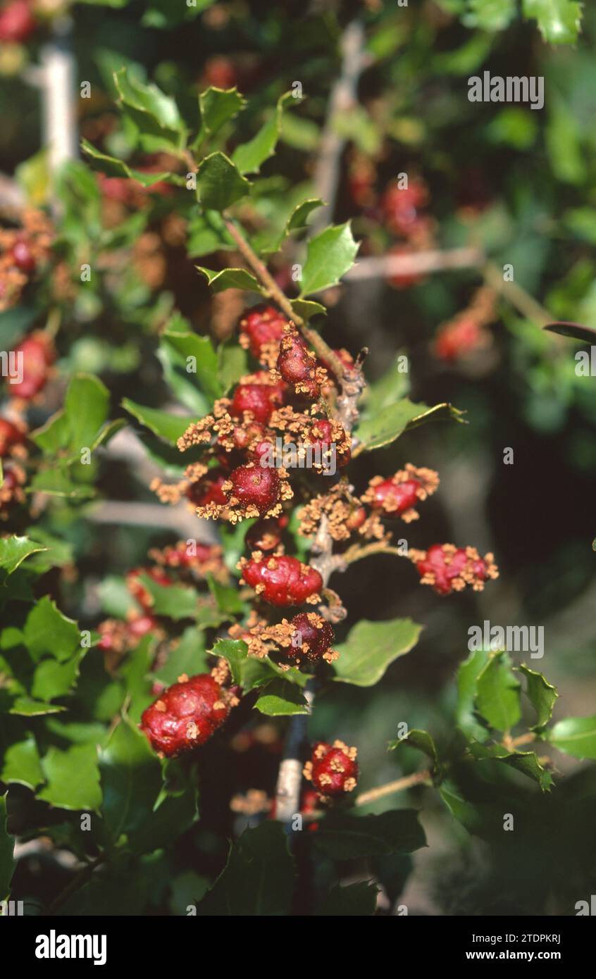 Red galls of insect cynipidae Plagiotrochus quercusilicis on kermes ...