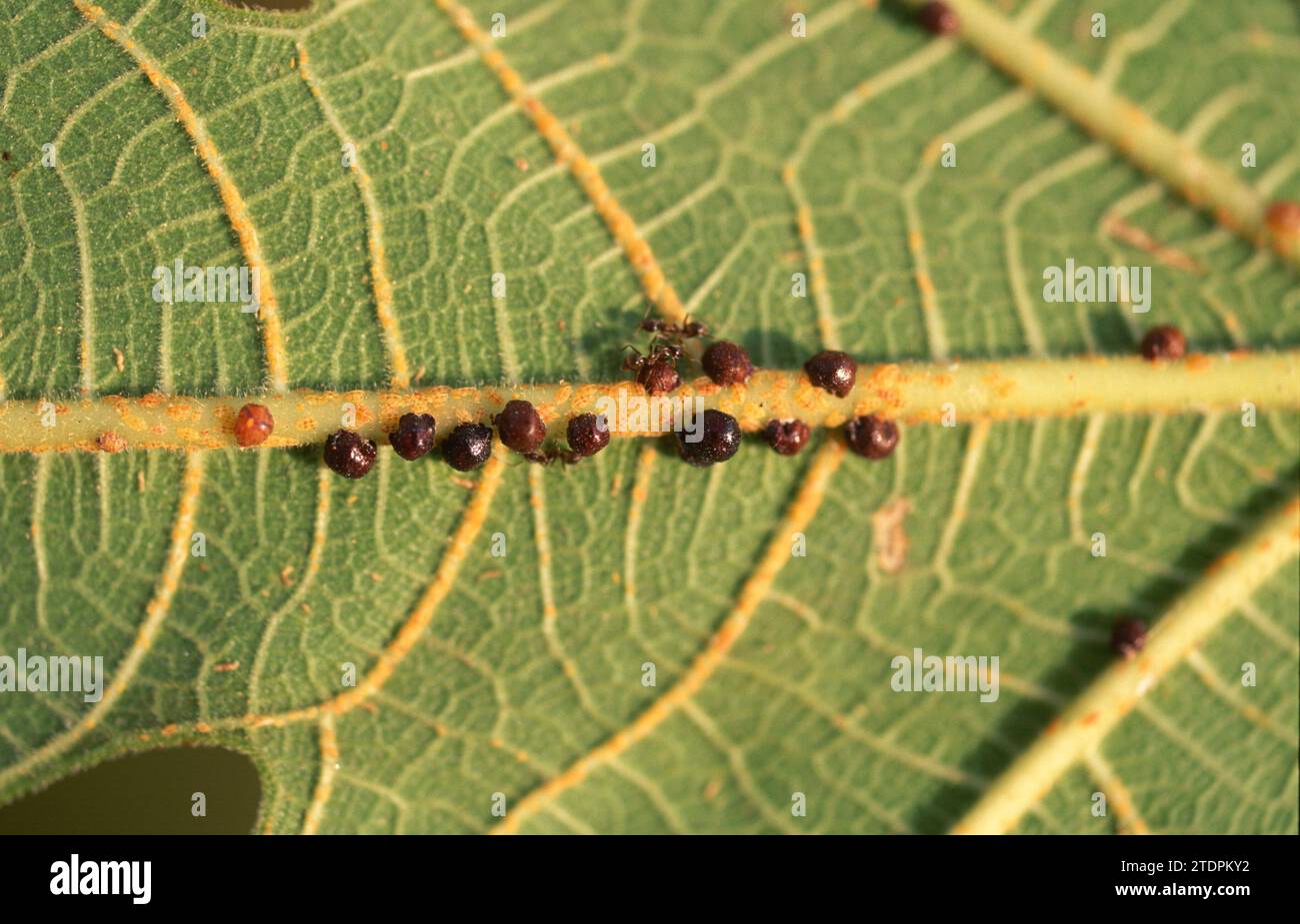 Scale insect Saissetia oleae or Coccus oleae is a phytoparasite insect. Stock Photo