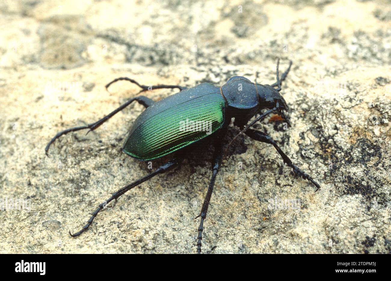 Forest caterpillar hunter (Calosoma sycophanta) is a ground beetle native to Europe. Stock Photo