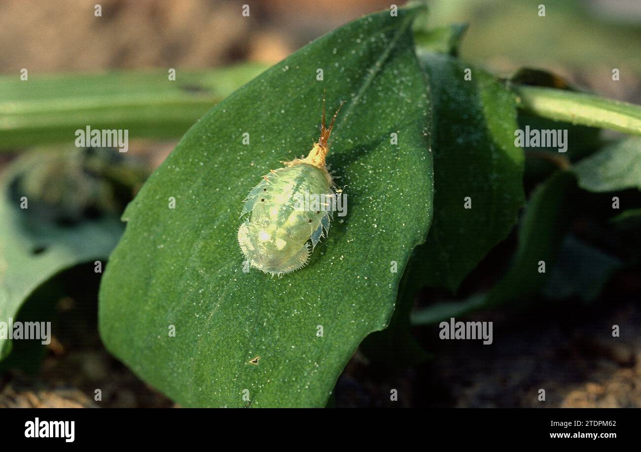 Green tortoise beetle nymph (Cassida viridis) is a insect native to Europe, northern Africa and Near East. Stock Photo