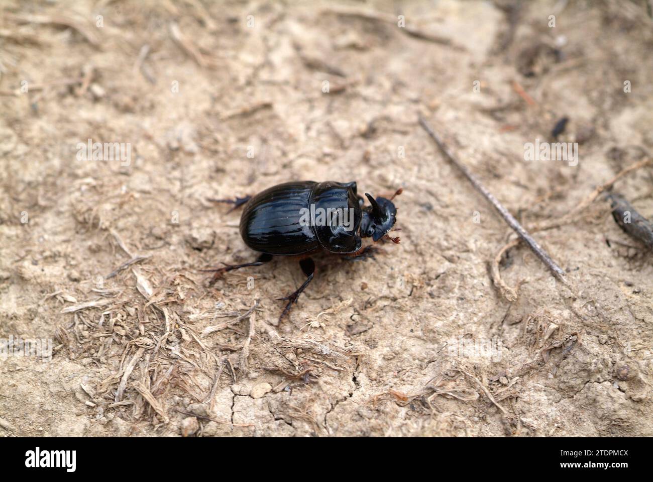 Horned dung beetle male (Copris lunaris) is a beetle native to Eurasia. Stock Photo