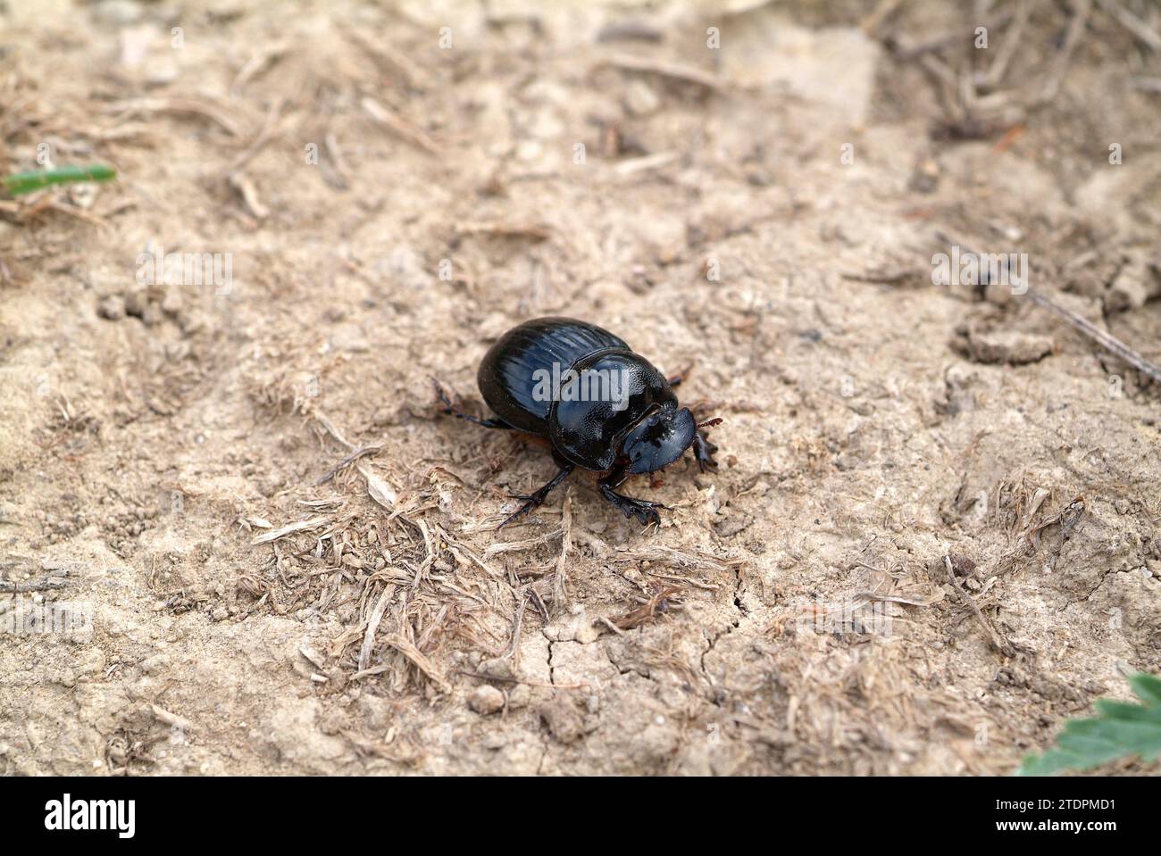 Horned dung beetle female (Copris lunaris) is a beetle native to Eurasia. Stock Photo